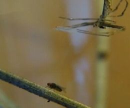 �����Ǻ�ä����֤ǳ�ʪ�򥬥Фä���ޤ��륯�⡡����ޥ���