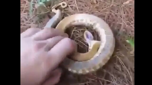 徹底的に死んだふりをするあまり、死んだふりできていないヘビ