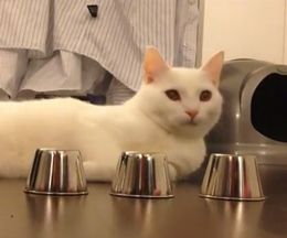 ǭ�����˥��꡼�����륲���ࡢ���ơ��ܡ���Ϥɤ��Ǥ��礦���� ����2