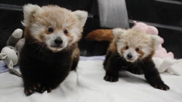 まさにぬいぐるみ!リンカーン子供動物園で生まれた双子のレッサーパンダの赤ちゃんが可愛い