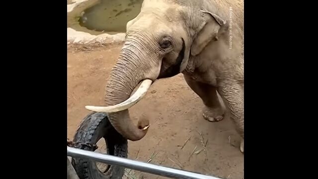 �䤵�����������Ҷ�����Ȥ������򽦤ä��Ϥ��Ƥ����ưʪ��Υ�������