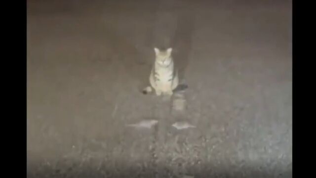 ネズミ同士の一騎打ちを見守る猫、という謎のシチュエーション