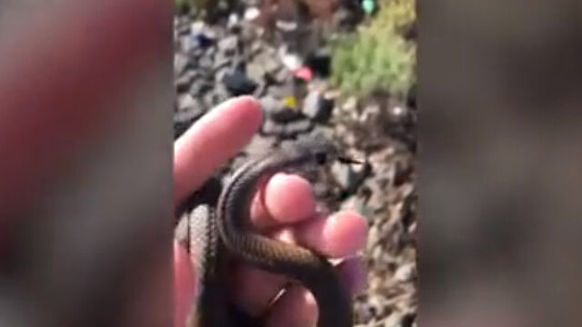 無毒なヘビと勘違い。世界で2番目に毒性の強い毒ヘビを素手で掴み、愛でた少女