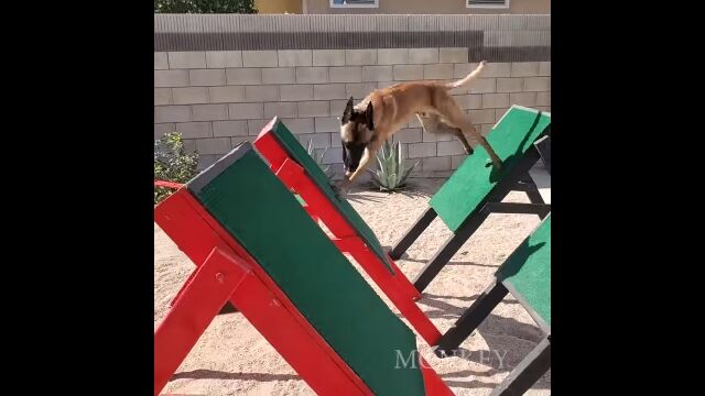 ¿��¿�ͤʾ㳲ʪ�򼡡����ꥢ���븤�����Ǥ�SASUKE�Ȥ�����٤�����