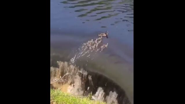滝に気付かなかったカモの親子。ギリギリのところで気付き、必死に泳ぐ姿を応援してしまう