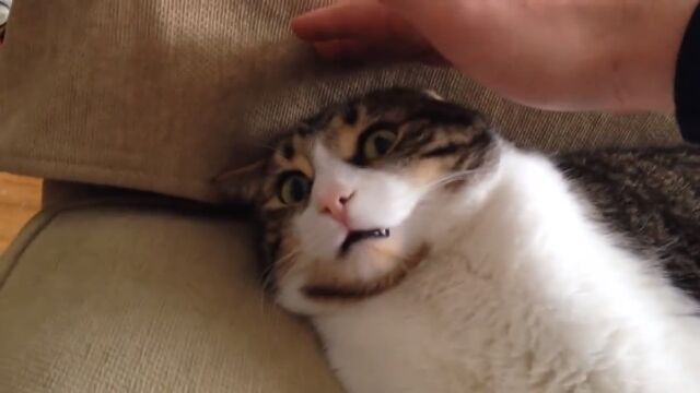 ������μ�Υ˥����˶�س��ɽ����⤫�٤�ǭ