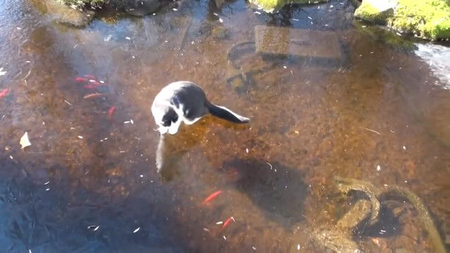 凍りついた池を泳ぐ魚を狙う猫の動きがアニメっぽい