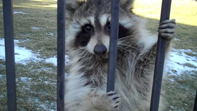 追い払うのも一苦労。庭に入り込んだアライグマを追い出そうと四苦八苦する男
