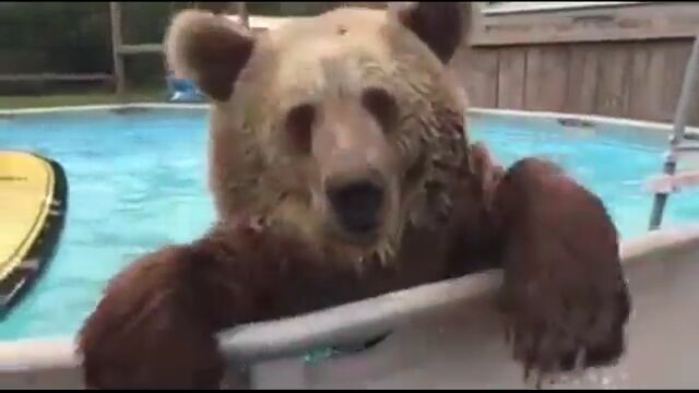 怖いけど可愛い。プール遊びが大好きで、何度も飛び込むクマさん