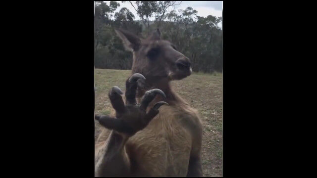 カンガルー怖い。家に押し入ろうと、窓ガラスに体当りを繰り返す