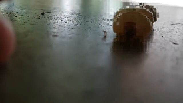 【閲覧注意】キモいけど興味深い。体をうごめかせながらモゾモゾ歩くシロアリの女王アリ