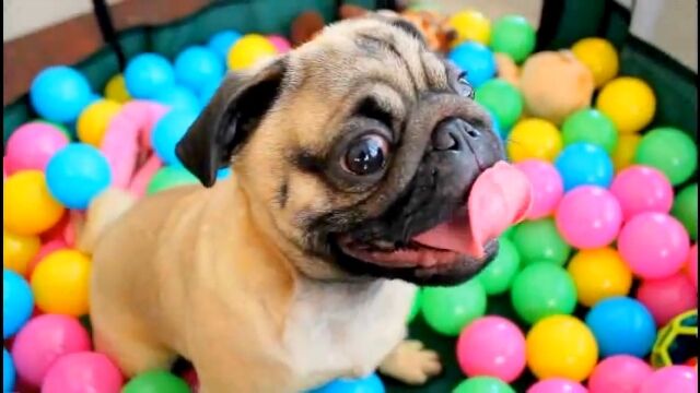 �ܡ���ס��뤬�ڤ��������綽ʳ������ޤ���ѥ���