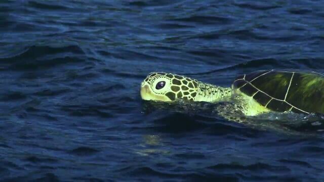 ウミガメに擬態して野生動物を撮影するウミガメカメラ