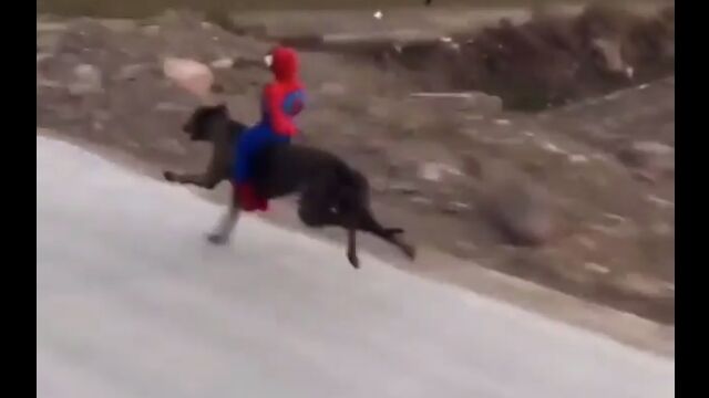 スパイダーマンを背に乗せて疾走する犬がかわいい