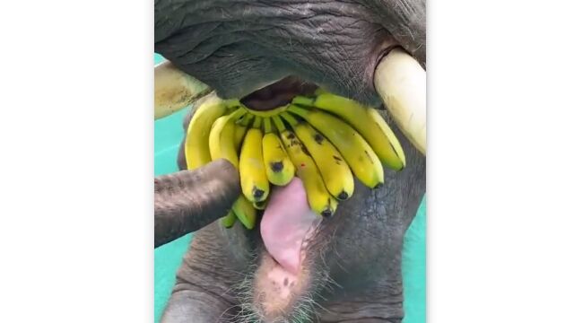 バナナ一房をまるごとモシャモシャする子象