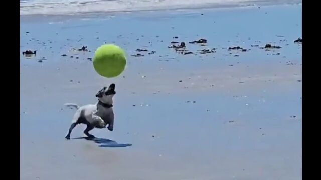 スカウト確実。驚くべきボールコントロール力を見せる犬