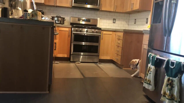 犬や猫の侵入防止用マットを攻略する犬が賢い
