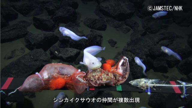 �ǿ���Ͽ�򹹿����ޥꥢ�ʳ��¤ο忼8,178�᡼�ȥ������ǵ������©����ǧ�����