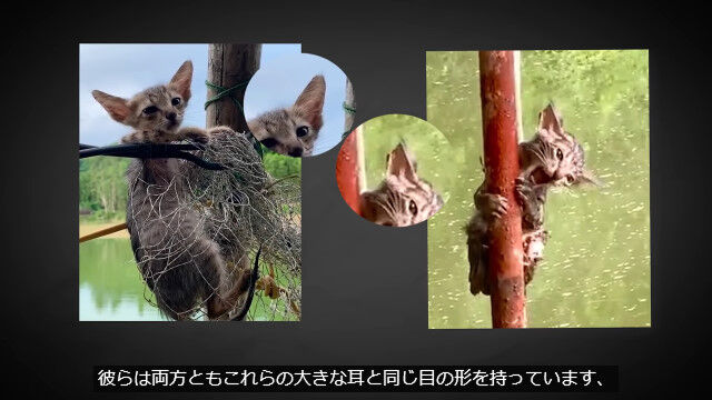 【閲覧注意】動物を虐待して放置し、助けたフリをする動物救助系YouTubeチャンネルの闇