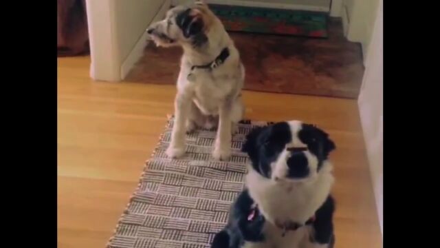 ӥåȤԤơפǲ֤褷פǿ٤褦Ȥᤷִ