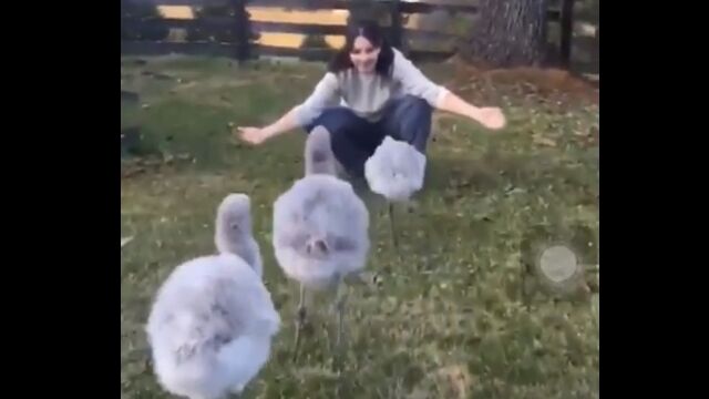 �Ƥ֤ȶ�Ƥ��ƥϥ������Ƥ����ե�ߥ󥴤��֤���󤿤����İ���