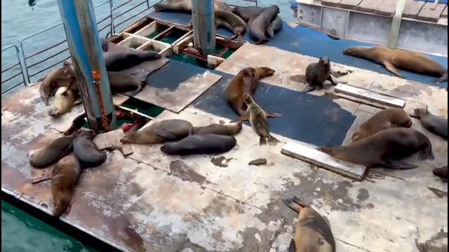 ����˥��åפ��Ƥ���ߤ������Ĥ�������������ѥ�������������