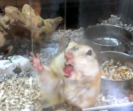 ���饹�ΰ����ͤ������������ʤ����ɬ����ͻҤΥꥹ