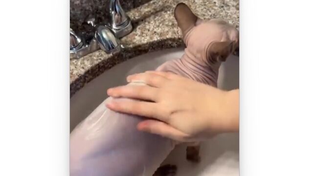 艶めかしくも興味深い、毛のない猫のお風呂タイム
