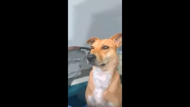 なんというイケメン……。犬にもSnapChatのフィルター機能は有効