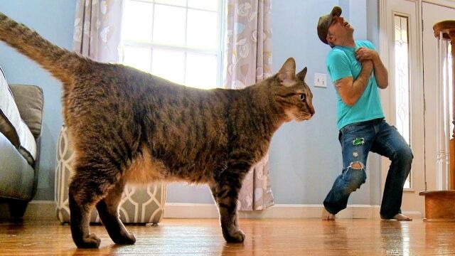 「もし私が死んだら、うちの猫はどんな反応をするのだろうか?」死んだフリして実験してみた