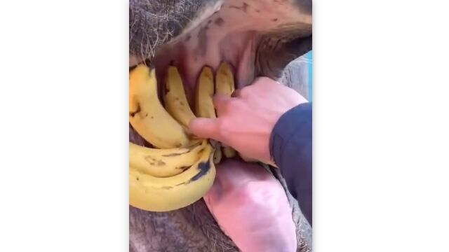 �Хʥʤ��˼�ݤ��ȿ��٤롢�����θ����ɥ��åױ���