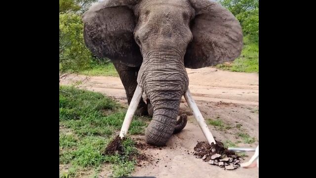 ゾウは牙を穴掘りにも使う