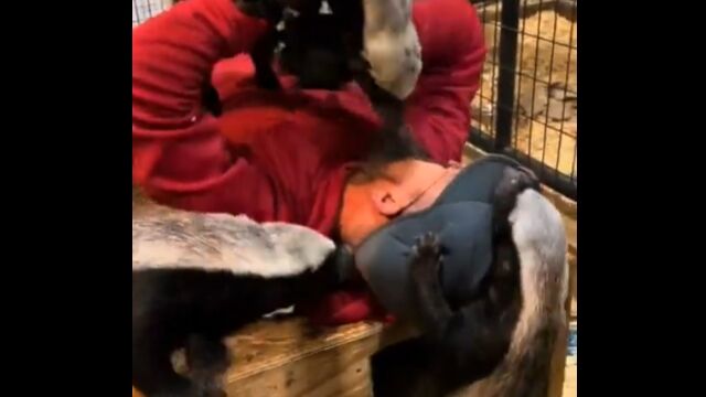 世界一怖いもの知らずの動物ことラーテル3匹に取り囲まれてしまった男性