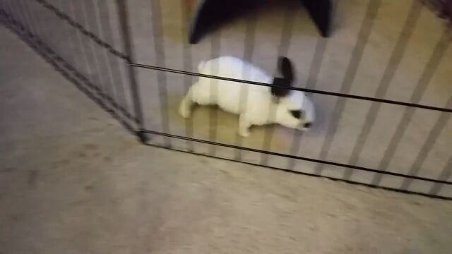 ����������餹�뤿��˥���������äƤ�����ΤΡ�����Ū�ʲ���˵��դ�����