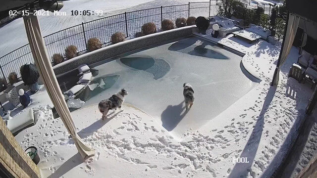 凍ったプールの氷面が割れて犬が転落。なんとか助け出すまでを捉えた防犯カメラ映像