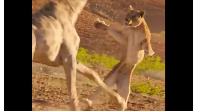 キリンに襲いかかった雌ライオン、轢かれて踏まれる
