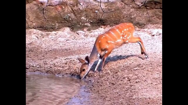 水飲み中にワニに急襲されるも、驚くべき反射神経で避けるシカ
