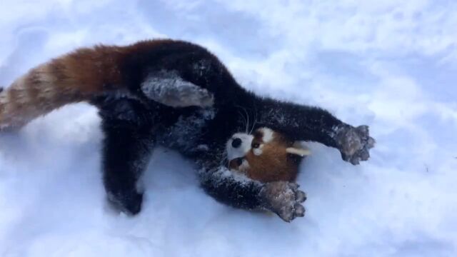 雪にまみれて元気いっぱいに遊ぶシンシナティ動物園のレッサーパンダ