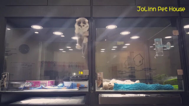 ペットショップのケースから子猫が脱走!さらに隣の子犬のケースへと侵入