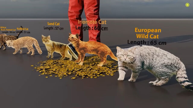 �ͥ���ưʪ�Ρְճ����礭���סְճ��Ⱦ������פ��狼�륵�������