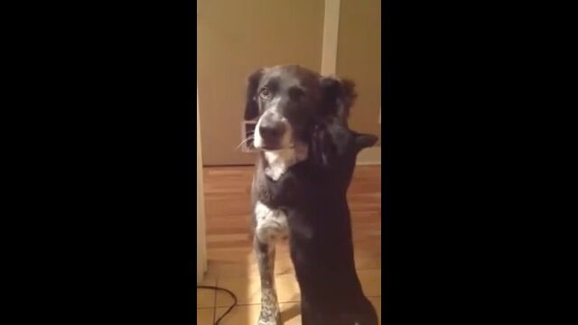 10日ぶりに会えた犬に抱きつく黒猫が猛烈に可愛らしい
