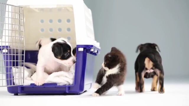 ���ƽв�ä��Ҹ������Ȼ�ǭ���������ɤ��ʤäƤ����ͻҤ�ѻ����Ƥߤ�