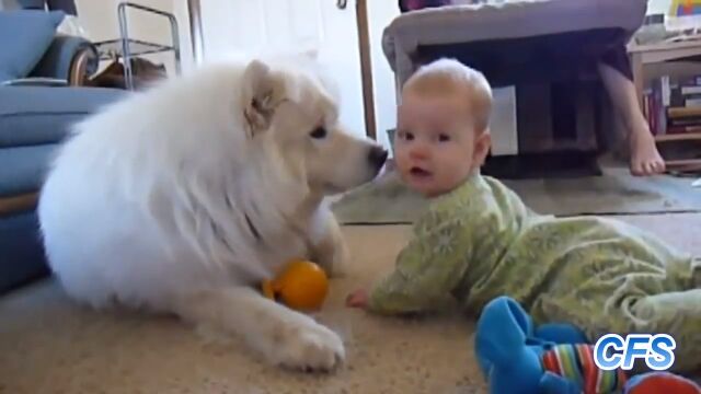 赤ちゃんが大好きな犬たちと赤ちゃんとの微笑ましすぎる映像集