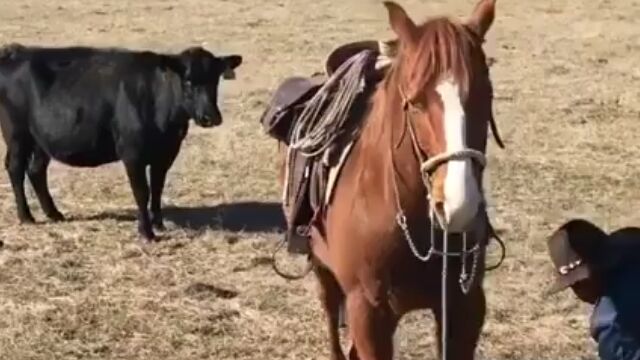 賢くて頼もしい。子牛へのタグ付け作業中、カウボーイを護衛する馬