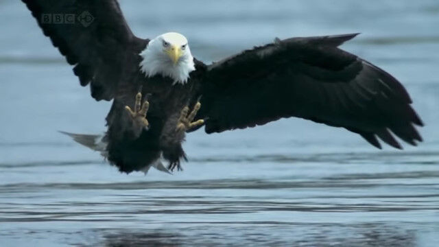 水面スレスレを低空飛行するハクトウワシが魚を捕らえる瞬間のスローモーション