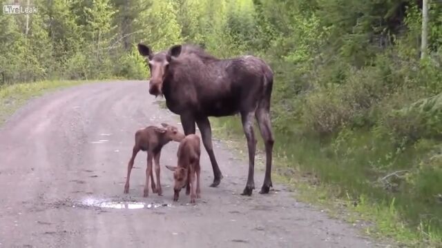 ����ƻ�ǥإ饸���οƻҤ����������Фޤ��������ä��ݤ�����