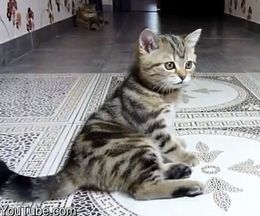 �ɤäƤ��ɤäƤ⹪�ߤ�ƨ���롢�ʤο������ɤ������ǭ