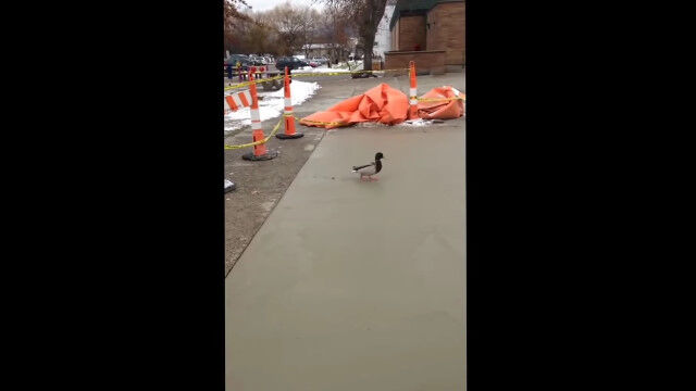 セメント台無し。カモの犯行の瞬間が撮影される