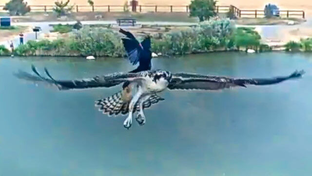 Ļ�˾��Ļ�������֥ߥ������ؤ˾��ϥ����⥬�饹����������ɽ��δƻ륫����2�٤�Ǥ�