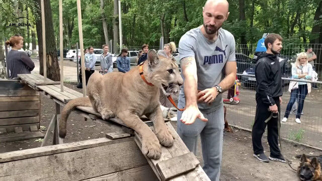 犬のトレーニング教室に、ピューマが紛れ込んでいるというロシアの光景